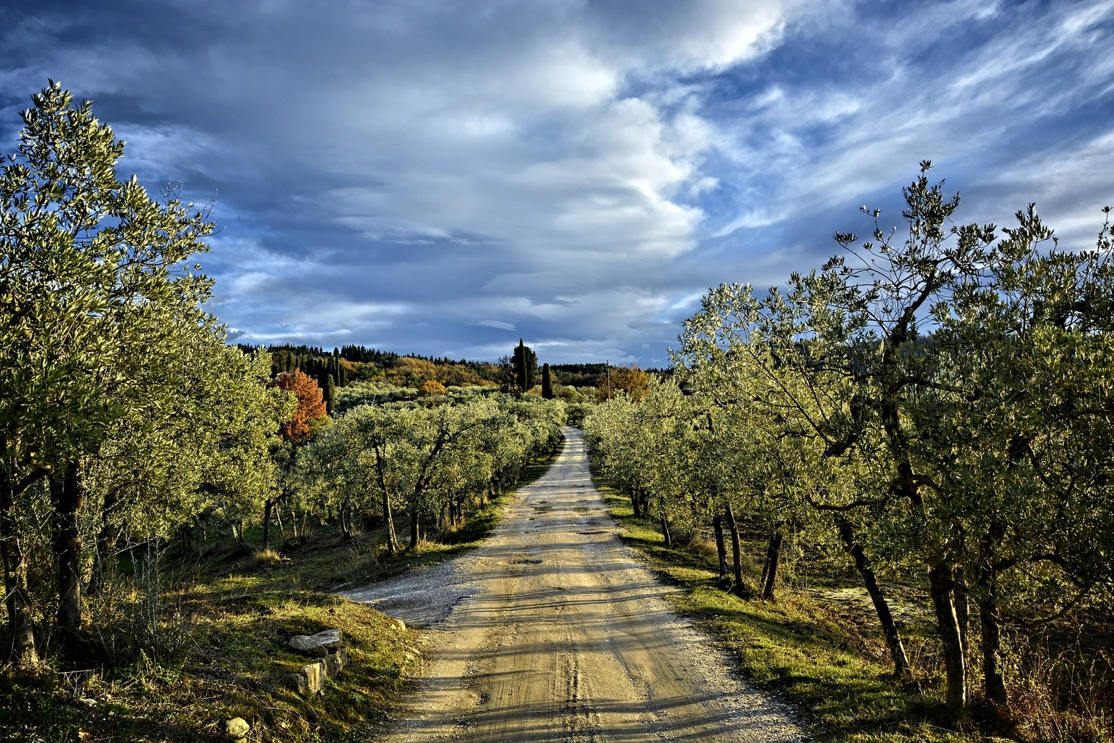 Viaggio attraverso le colline toscane: tra vigneti e borghi medievali
